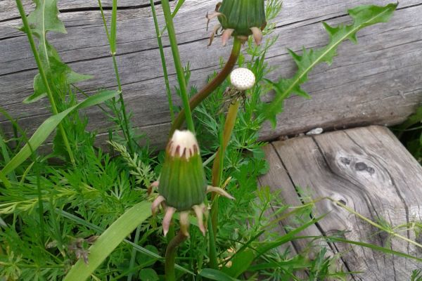 Settimane delle erbe