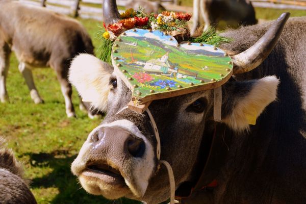 Ritorno del bestiame dalla Malgha di Lazins