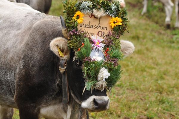 Passeirer Almabtrieb in Pfelders