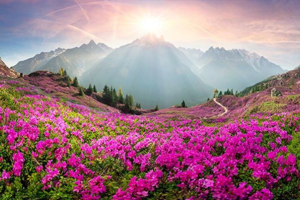 Zur Alpenrosenblüte: 8 = 7