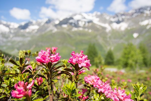 Primavera in montagna con le rose della montagna 