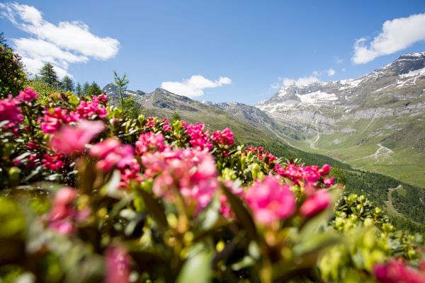 La fioritura dei rododendri a Plan