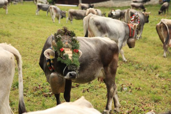 Kultur &amp; Tradition