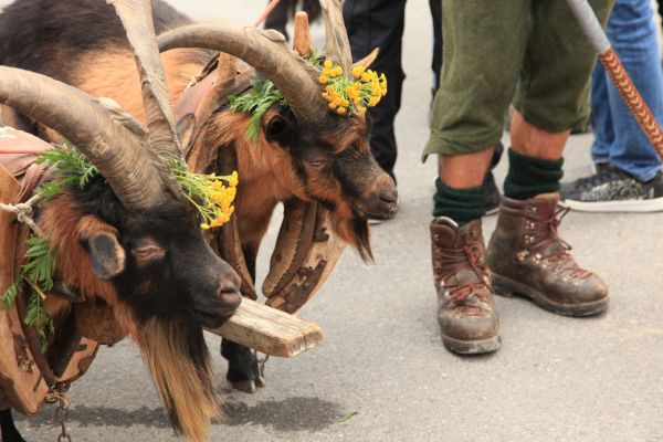 Kultur &amp; Tradition